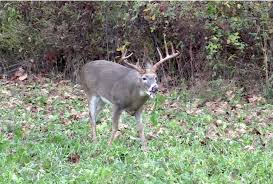 All products from deer food plot seed mixes category are shipped worldwide with no additional fees. The Best Brassicas For Deer Food Plots