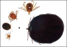 Usually it takes 36 hours for a tick to infect you, if it has lyme bacteria. Ticks And Tick Borne Diseases Ohioline
