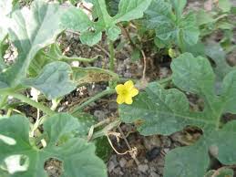 Image result for Cucumis engleri