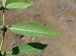 Image result for Polysphaeria