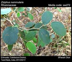 Image result for Rhamnaceae