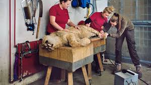 Discover (and save!) your own pins on pinterest Killing Animals At The Zoo The New Yorker