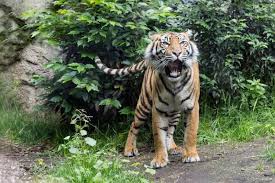 Gaziantep burç ormanı içerisinde 1000 dönüm arazi üzerine kurulan ve türkiye'nin en geniş alana sahip hayvanat bahçesi olup, avrupa'nın ikinci dünyanın ise ilk dört hayvanat bahçesinden birisidir. Gaziantep Hayvanat Bahcesi Gezimanya