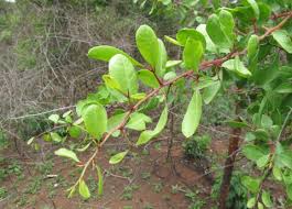 Image result for Gymnosporia glaucophylla