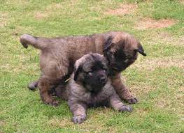 Leonberger puppies for sale uk 2021. Kc Leonberger Puppies For Sale Bournemouth Dorset Pets4homes