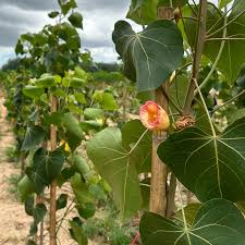 Image result for Thespesia populneoides