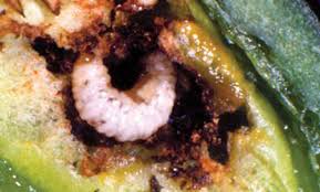 Just as i got rid of the yellow leaves, i discovered this horrible infestation under my pepper leaves. Pepper Weevil Anthonomus Eugenii Cano