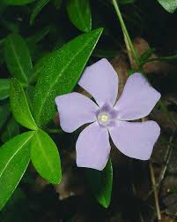 Image result for Vinca minor