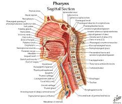We did not find results for: Dentistry And Medicine Head And Neck Anatomy Muscles Blood Supply Diagrams Free Download