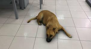 Apesar de ter ossos frágeis, é um ótimo cão de guarda, barulhento quando necessário. O Que Faz Do Vira Lata Caramelo O Queridinho Do Brasil Dci