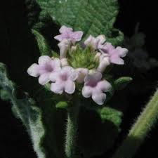 Image result for Lantana angolensis