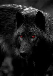 Enjoy our curated selection of 1071 wolf wallpapers and backgrounds. Download Black Wolf Wallpapers Free For Android Black Wolf Wallpapers Apk Download Steprimo Com