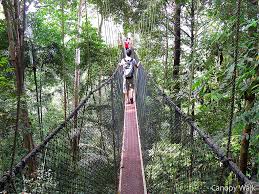 Gunung tahan (mount tahan), the trail leading up peninsular malaysia's highest peak is 55 km. Kuala Tahan The Thrifty Traveller