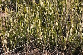 Image result for Diospyros chamaethamnus