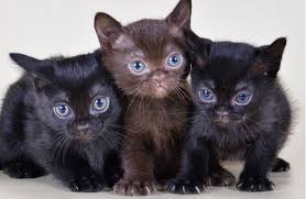 Kittens for sale and adoption directly from the breeder or cattery. Bombay Kitten Cattery Jera How To Choose And Buy Bombay Kitten In 2021