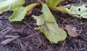 In those areas, make a little hole in the soil that is the same size as an empty tuna can. How Do I Get Rid Of Pill Bugs In My Vegetable Garden Or Is It Even The Problem Gardening Landscaping Stack Exchange