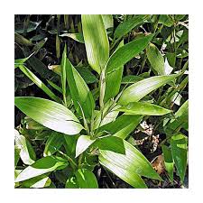 Image result for Shibataea