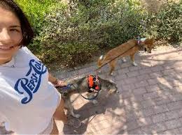 There are currently 6 dog boarding kennels in plainfield, il on care.com. Dubai Doggy Daycare Prices Reviews Petbacker