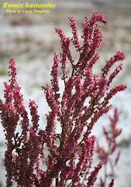 Image result for Rumex