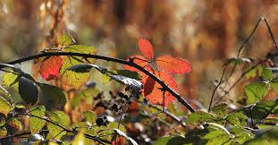 Check spelling or type a new query. How To Get Rid Of Brambles And Poison Ivy
