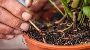 Wie man trauermücken natürlich bekämpfen kann und ihre larven erfolgreich loswird, erfahren sie hier bei plantura. Diese Hausmittel Helfen Bei Trauermucken Ndr De Ratgeber Garten Schadlinge