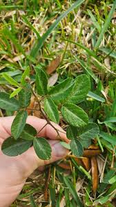 Image result for Desmodium incanum
