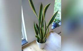 You can grow a betel leaf plant in your home but maintaining it would be very hard, and it attracts certain pests and snakes as well. 7 Vastu Plants For Your Office