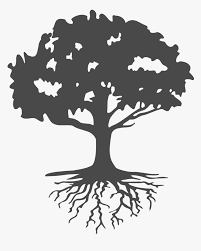 Mar 01, 2021 · each tree is anchored in the ground by a network of roots, which spread and grow thicker in proportion to the growth of the tree above the ground. Roots Clipart Landscaping Tree With Roots Silhouette Hd Png Download Kindpng