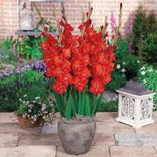 Image result for Gladiolus melleri