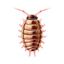 396 Pillbug Illustrations Clip Art Istock