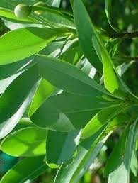 Image result for Coleus lasianthus