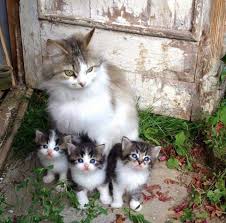 Kedi Ailesi Cute Kittens Guzel Kediler Sevimli Hayvan Yavrulari