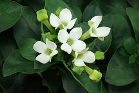 Check spelling or type a new query. Bouvardia Cv