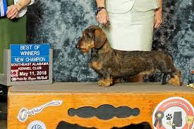 A one hundred dollar deposit cavalier king charles spaniel puppies, long haired miniature dachshund puppies. Been Chilling With The Dogs For The Last Dixiedachs Standard Wire Dachshunds Facebook