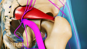 In these organs, muscles serve to move substances throughout. 7 Back Pain Conditions That Mainly Affect Women