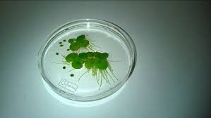 Image result for Wolffiella repanda