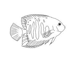 These free, printable halloween coloring pages for kids—plus some online coloring resources—are great for the home and classroom. Flame Angelfish Coloring Page By Mama Draw It Teachers Pay Teachers