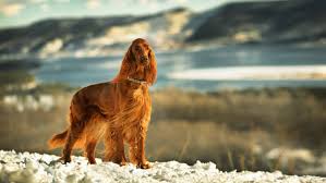 Image result for irský setr