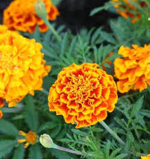 Maybe you would like to learn more about one of these? Sparky Mix Marigold Seeds West Coast Seeds
