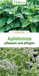 Du kannst sie für salate, kräuterquark, kräuterbutter oder tee verwenden. 230 Krauter Ideen In 2021 Krauter Garten Haus Und Garten