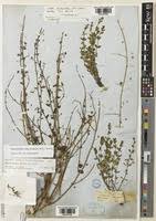 Image result for Stemodiopsis