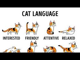 How To Understand Your Cat Better Cat Language Cat Behavior Cat Body