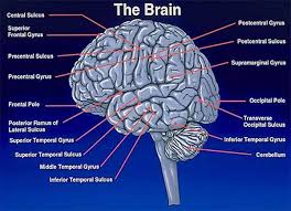 Perbedaan Dua Fungsi Otak Sebelah Kiri Dan Kanan Akan Membentuk Sifat Karakteristik Dan Kemampuan Yang Berbeda Pada Seseorang Pe Brain Images Brain Occipital