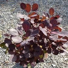 Lapai tamsiai purpuriniai, rudenį ryškiai raudoni. Cotinus Coggygria Lilla Dwarf Smoke Bush