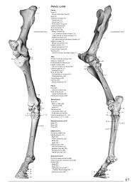Bone up on your horse's framework. Anatomy Of The Horse
