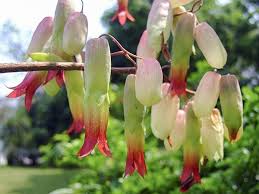Image result for Bryophyllum