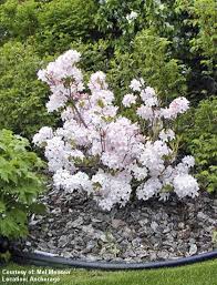 Asla Landscape Plants For Alaska White Lights Azalea Zone 3 Plants Landscaping Plants Front Yard Landscaping