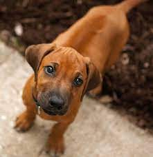 rhodesian ridgeback bred to hunt lions literally welpen hunde hunde welpen