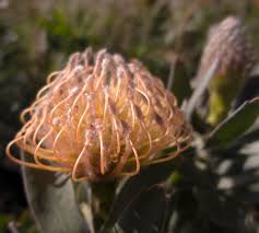 Borne at the end of each branch, they are produced in such abundance that they. Leucospermum Scarlet Ribbon Cactus Jungle