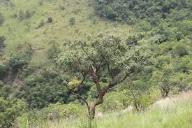 Image result for Acacia afra